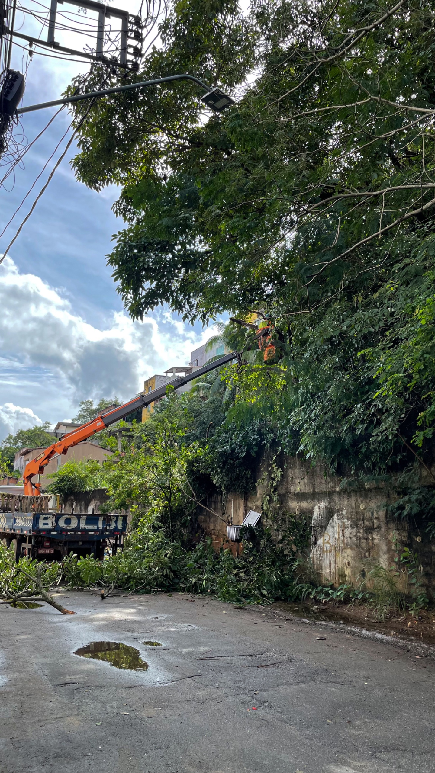 Poda e supressão de árvore no bairro Ipiranga!